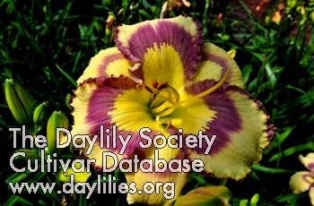 Daylily Violet Stained Glass